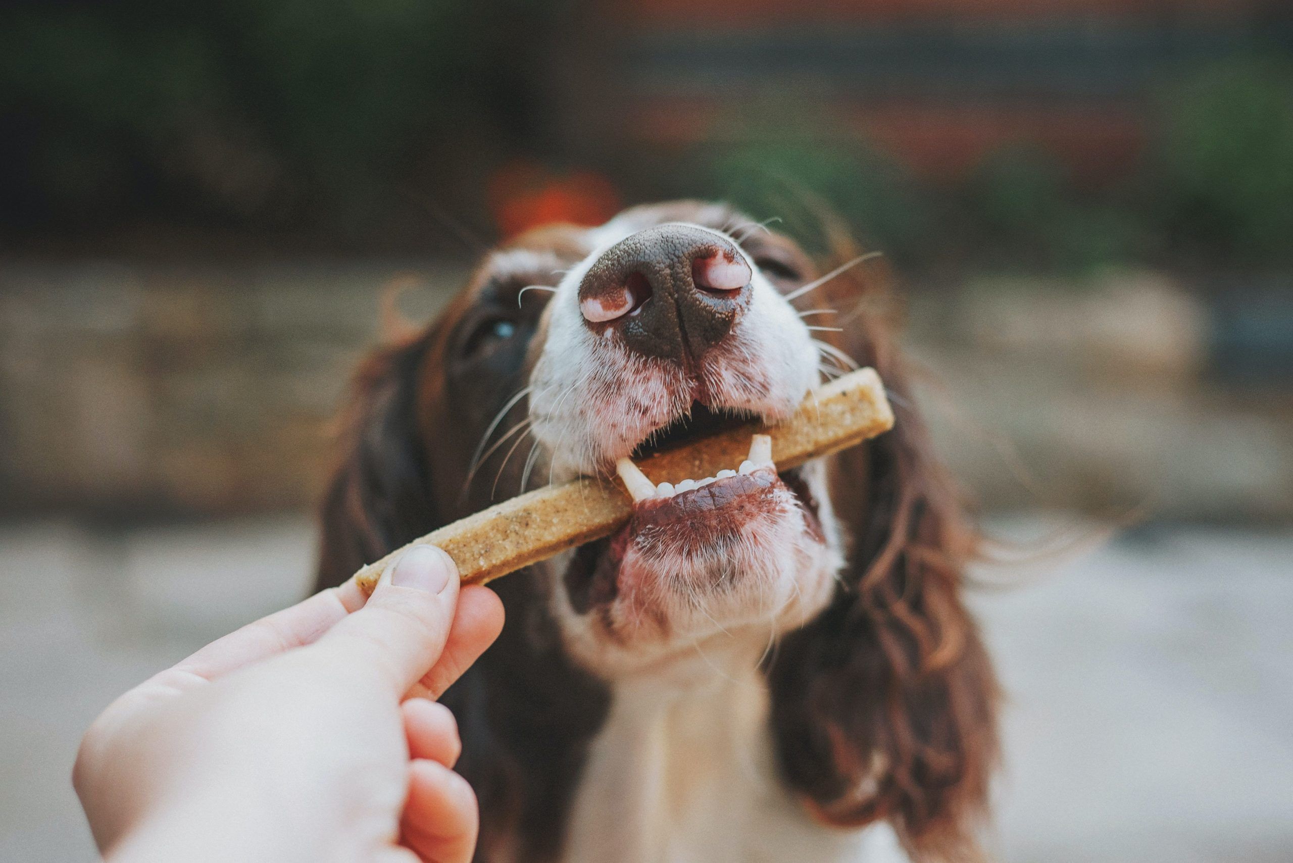 Dog with Treat