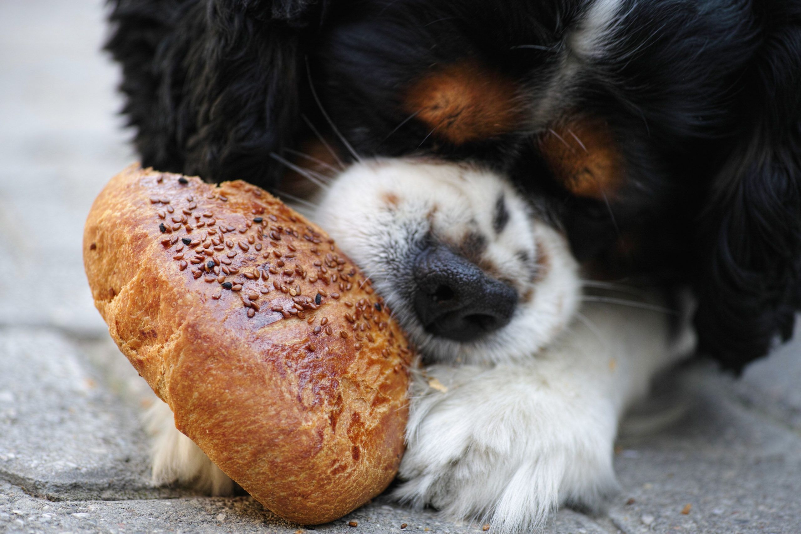 Dog with Snack