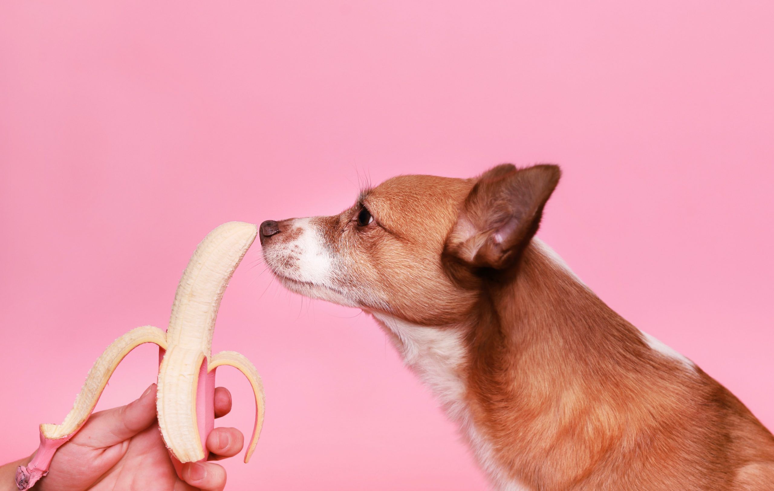 Dog with banana