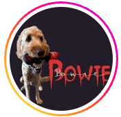 bowie_the_irishdoodle