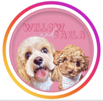 willow.the_cavachon